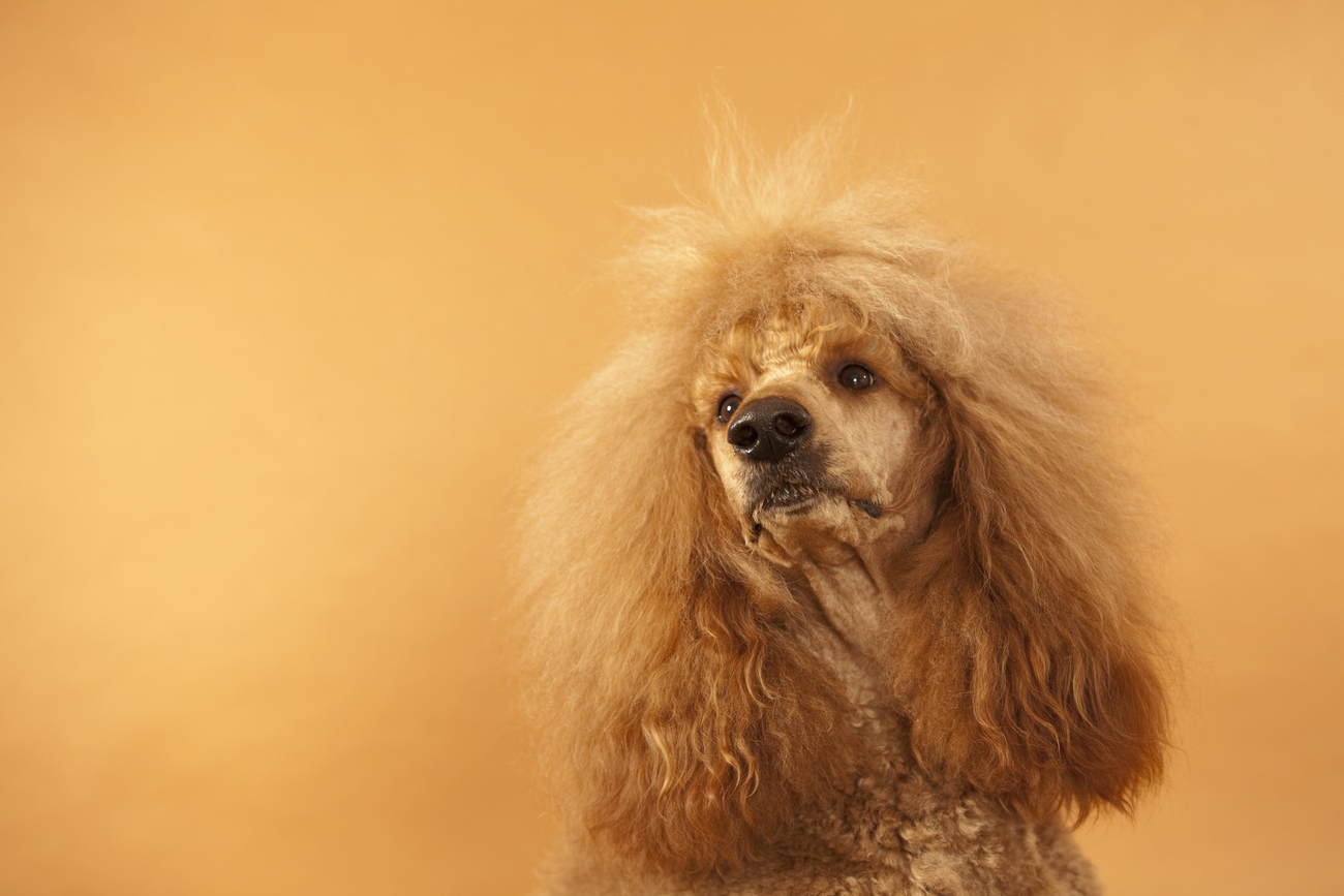 Hunde Fotoshooting Studio