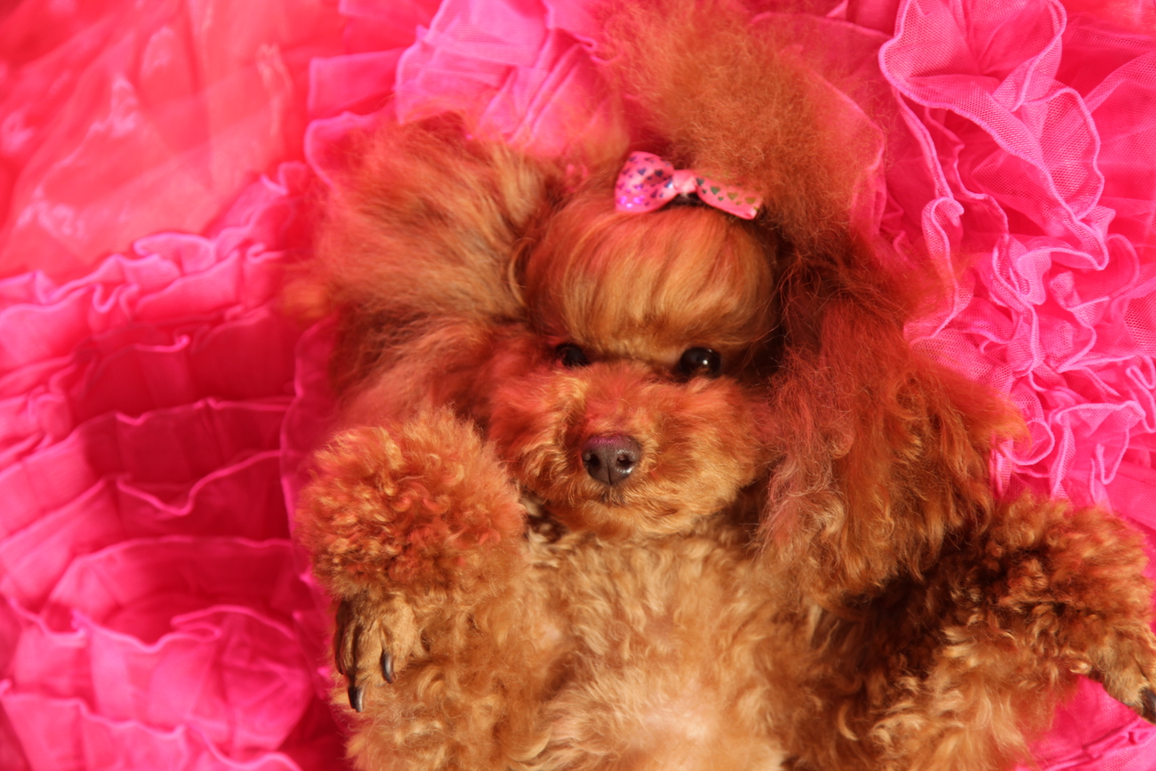 Hunde Fotoshooting im Studio 