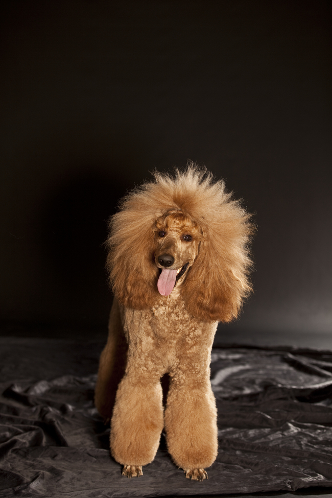 Hunde Fotoshooting Studio